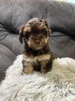 Sandy , a female Yorkipoo for sale in San Antonio, TX – 7 of 8