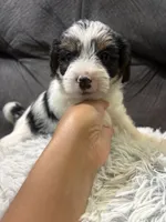 Bay , a male Yorkipoo for sale in San Antonio, TX – 5 of 7