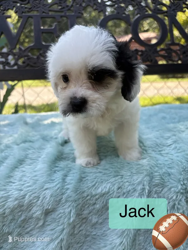 Jack  – Maltipoo puppy for sale in Malvern, AR