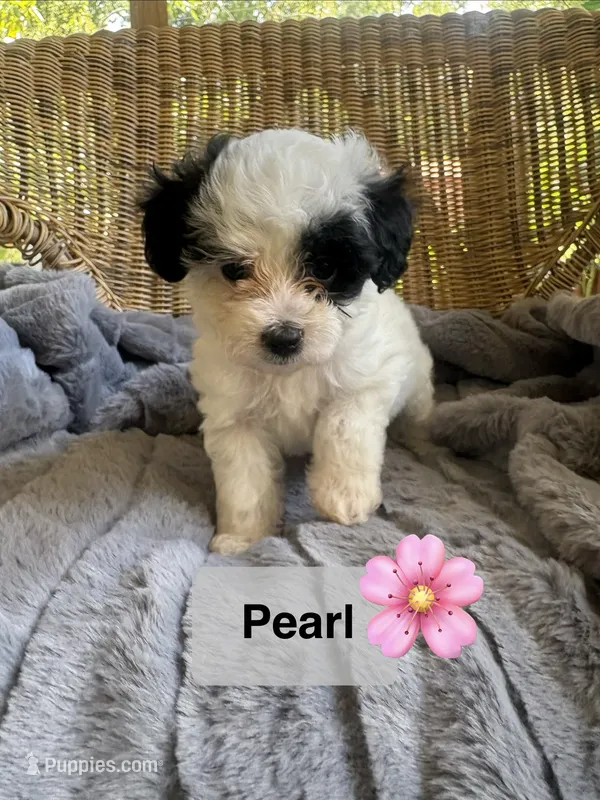 Pearl – Maltipoo puppy for sale in Malvern, AR