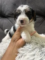 Bay , a male Yorkipoo for sale in San Antonio, TX – 3 of 7