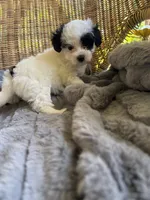Pearl, a female Maltipoo for sale in Malvern, AR – 5 of 5