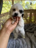 Jack , a male Maltipoo for sale in Malvern, AR – 3 of 5
