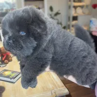 CKC BLUE FEMALE, a female Chow Chow for sale in Midland, TX – Photo 1 of 5