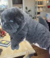 CKC BLUE FEMALE, a female Chow Chow for sale in Midland, TX – Photo 1 of 5