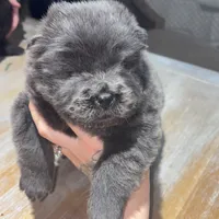 CKC BLUE FEMALE, a female Chow Chow for sale in Midland, TX – Photo 3 of 5