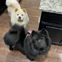 CKC BLUE FEMALE, a female Chow Chow for sale in Midland, TX – Photo 5 of 5