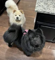 CKC BLUE FEMALE, a female Chow Chow for sale in Midland, TX – Photo 5 of 5