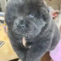 CKC BLUE FEMALE, a female Chow Chow for sale in Midland, TX – Photo 2 of 5