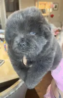 CKC BLUE FEMALE, a female Chow Chow for sale in Midland, TX – Photo 2 of 5