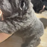 CKC BLUE FEMALE, a female Chow Chow for sale in Midland, TX – Photo 4 of 5