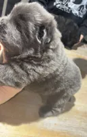 CKC BLUE FEMALE, a female Chow Chow for sale in Midland, TX – Photo 4 of 5