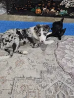 Zeeky, a male Border Collie for sale in Decatur, MI – 5 of 7