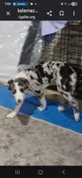 Zeeky, a male Border Collie for sale in Decatur, MI – 3 of 7