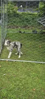 Jasper zeek, a male Border Collie for sale in Granger, IN – 4 of 7