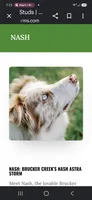 Jasper zeek, a male Border Collie for sale in Granger, IN – 6 of 7