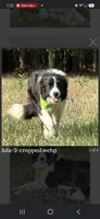 Jasper zeek, a male Border Collie for sale in Granger, IN – 7 of 7