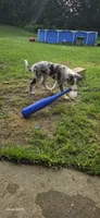 Jasper zeek, a male Border Collie for sale in Granger, IN – 5 of 7