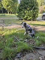 Jasper zeek, a male Border Collie for sale in Decatur, MI – 5 of 9