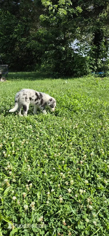 Jasper – Border Collie puppy for sale in Granger, IN