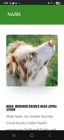 Zeeky, a male Border Collie for sale in Decatur, MI – 4 of 7