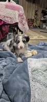 Jasper, a male Border Collie for sale in Granger, IN – 3 of 3