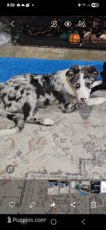 Zeeky – Border Collie puppy for sale in Decatur, MI