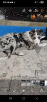 Zeeky, a male Border Collie for sale in Decatur, MI – 1 of 7