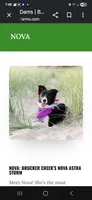 Zeeky, a male Border Collie for sale in Decatur, MI – 2 of 7