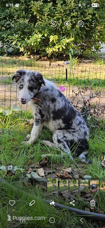 Jasper zeek – Border Collie puppy for sale in Granger, IN