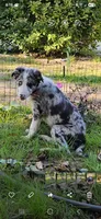 Jasper zeek, a male Border Collie for sale in Decatur, MI – 1 of 9