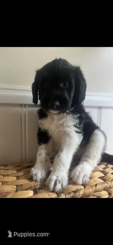 Kiara – Labradoodle puppy for sale in Baldwin, NY