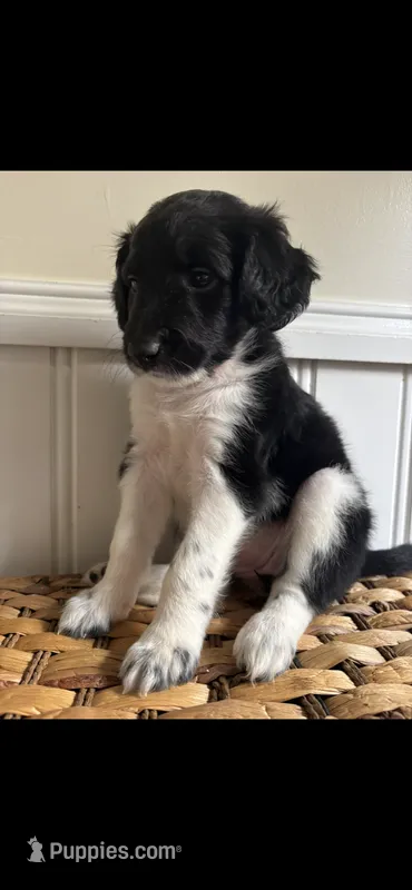 Princess  – Labradoodle puppy for sale in Baldwin, NY