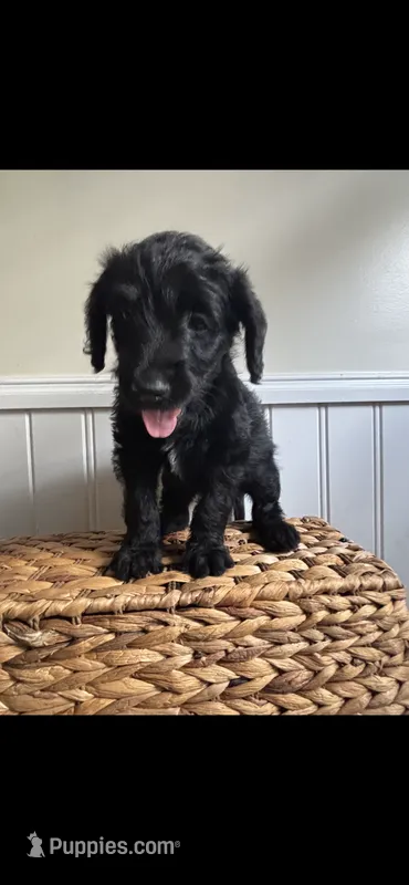 Theodore  – Labradoodle puppy for sale in Baldwin, NY