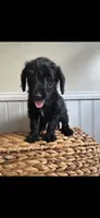 Theodore , a male Labradoodle for sale in Baldwin, NY – 1 of 1