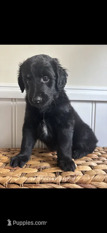 Raven – Labradoodle puppy for sale in Baldwin, NY