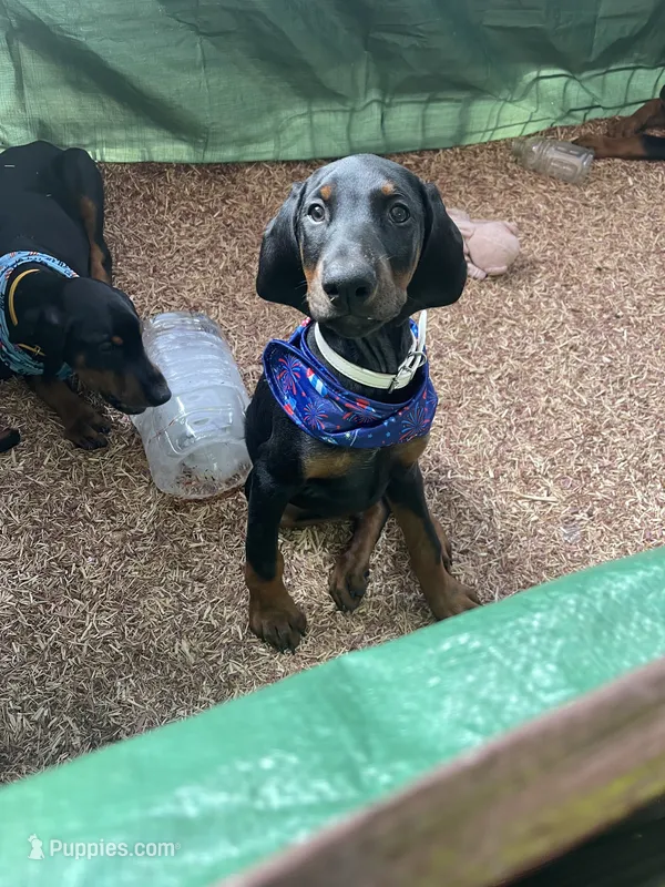 Tan  Collar – Doberman Pinscher puppy for sale in Palestine, TX