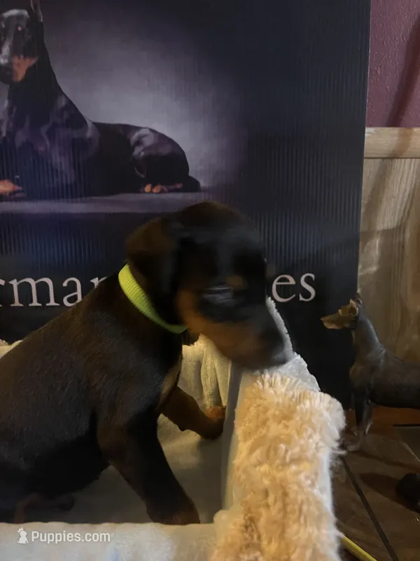 Lime green – Doberman Pinscher puppy for sale in Palestine, TX
