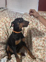 Bella, a female Doberman Pinscher for sale in Palestine, TX – 3 of 8