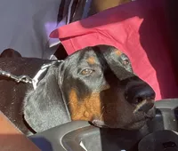 Bella, a female Doberman Pinscher for sale in Palestine, TX – 2 of 8