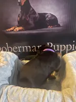 Purple Collar, a female Doberman Pinscher for sale in Palestine, TX – 3 of 4
