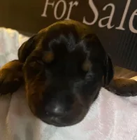 White collar, a female Doberman Pinscher for sale in Palestine, TX – Photo 2 of 2