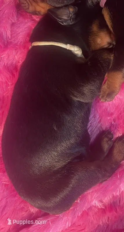 White collar – Doberman Pinscher puppy for sale in Palestine, TX