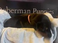 Pink collar, a female Doberman Pinscher for sale in Palestine, TX – 3 of 4