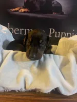 Royal Blue collar, a male Doberman Pinscher for sale in Palestine, TX – 3 of 3
