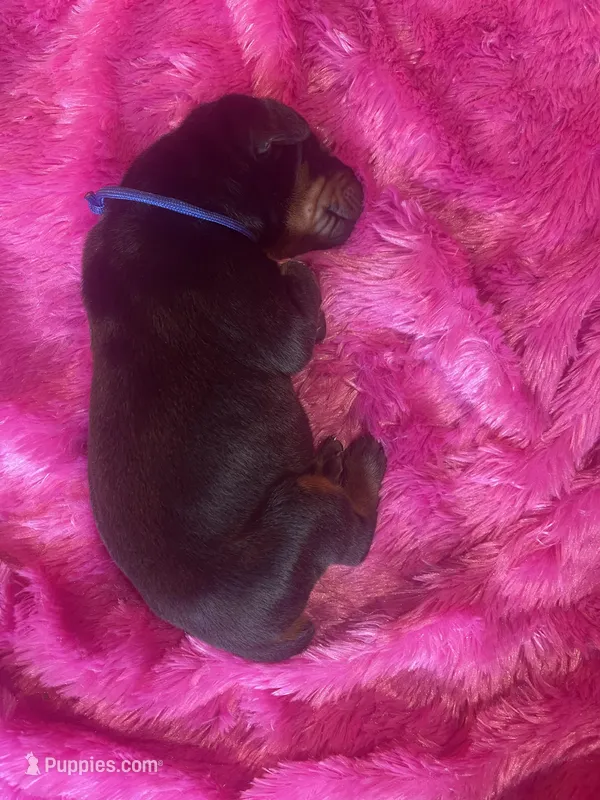 Royal Blue collar – Doberman Pinscher puppy for sale in Palestine, TX