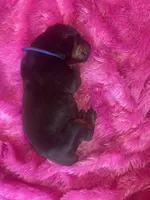 Royal Blue collar, a male Doberman Pinscher for sale in Palestine, TX – 1 of 1
