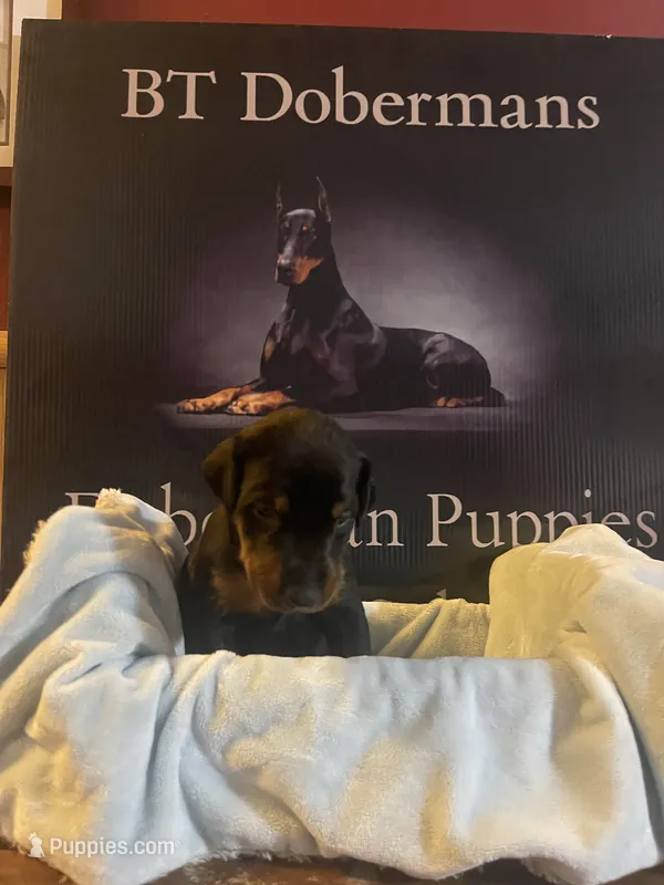 Orange collar – Doberman Pinscher puppy for sale in Palestine, TX
