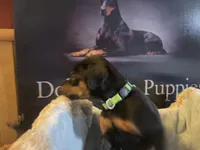 Lime green, a male Doberman Pinscher for sale in Palestine, TX – 4 of 4