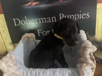 Yellow collar, a female Doberman Pinscher for sale in Palestine, TX – 2 of 5